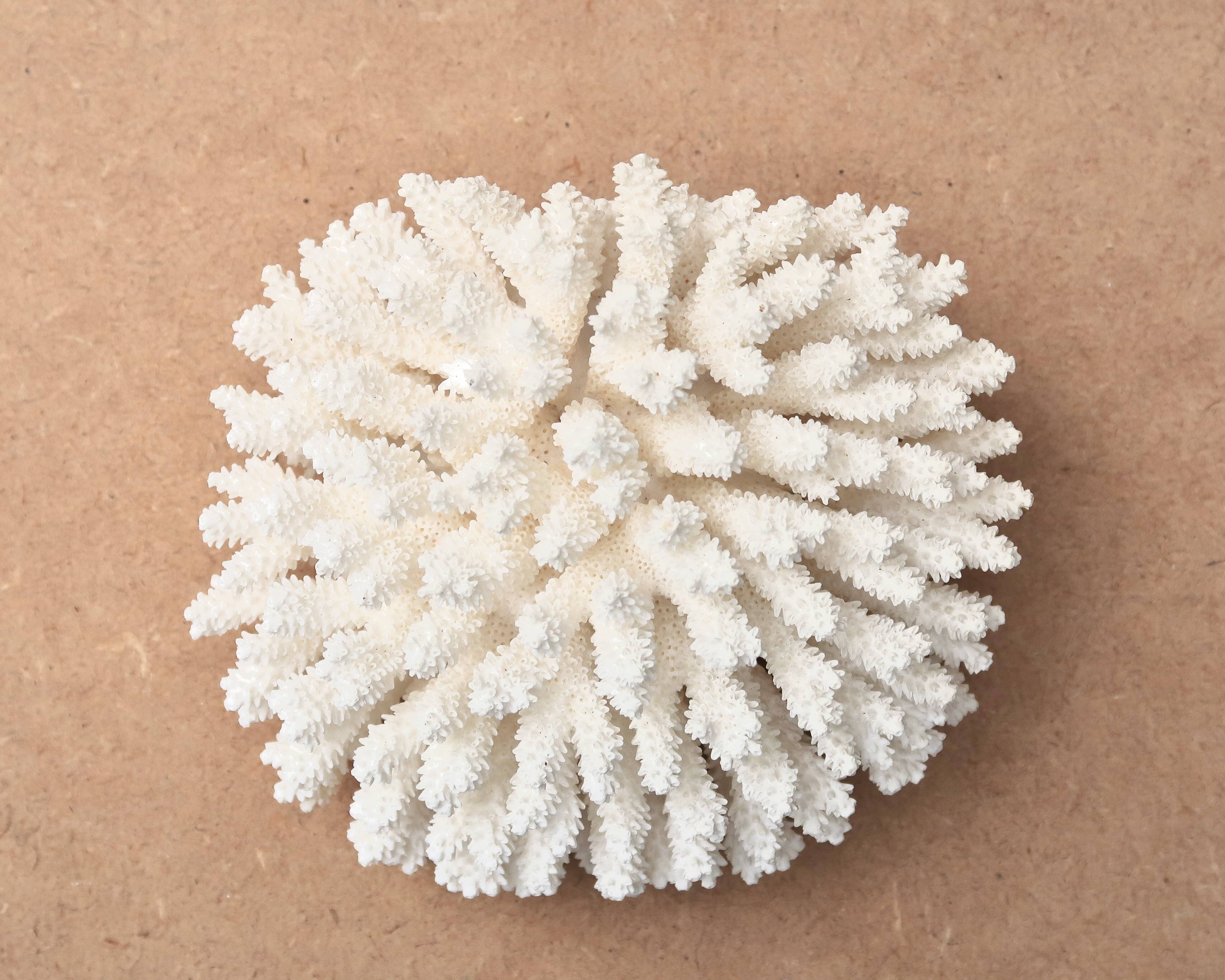 Natural white coral, 70s