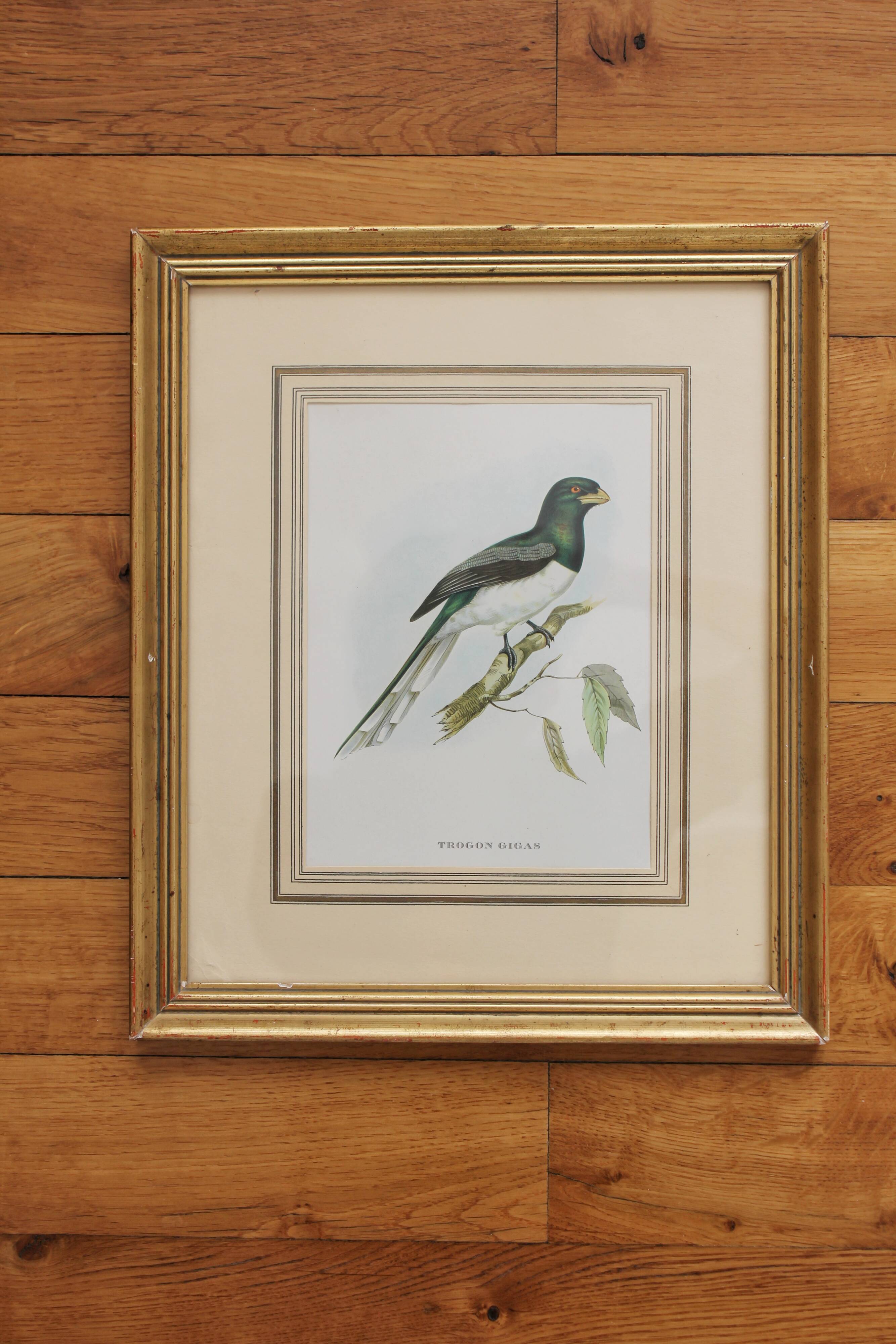 Framed lithograph golden frame bird vintage 60s