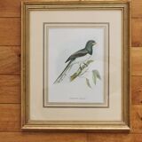 Framed lithograph golden frame bird vintage 60s