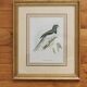 Framed lithograph golden frame bird vintage 60s