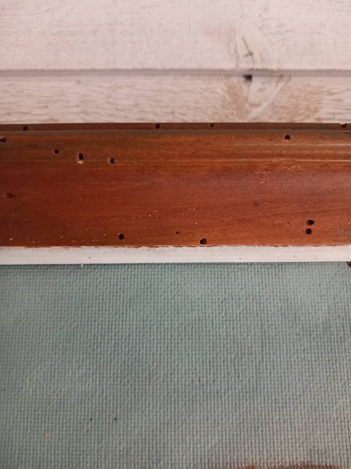 Old painting dog portrait