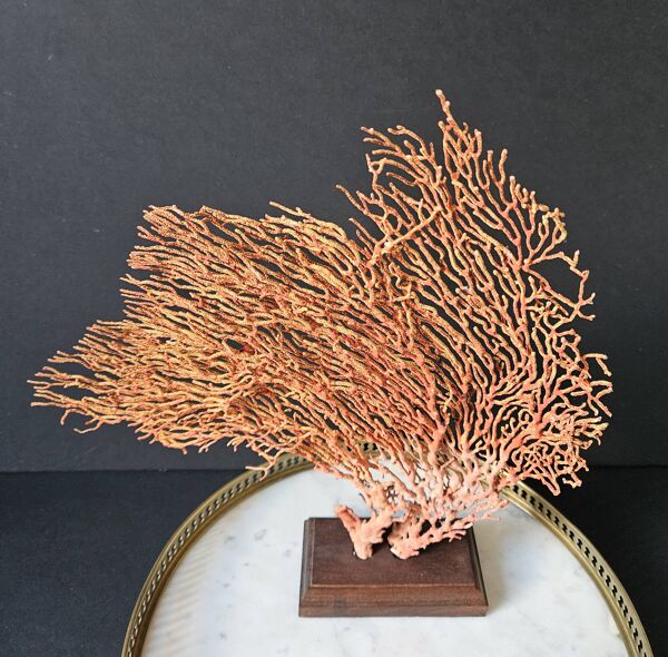 Gorgone Rouge Socle en bois. H : 32 cm   Objet de Décoration & Curiosité