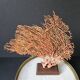 Red Gorgon Wooden Base. H: 32 cm | Decorative Object & Curiosity