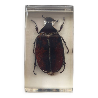 Resin inclusion insect - sugar cane cheafer from papua new guinea curiosity - no. 45