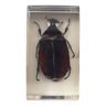 Resin inclusion insect - sugar cane cheafer from papua new guinea curiosity - no. 45
