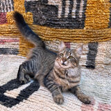 Boujaad rug 270x175cm