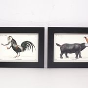 Lot de 2 chimère encadrées lithographie gravure animal