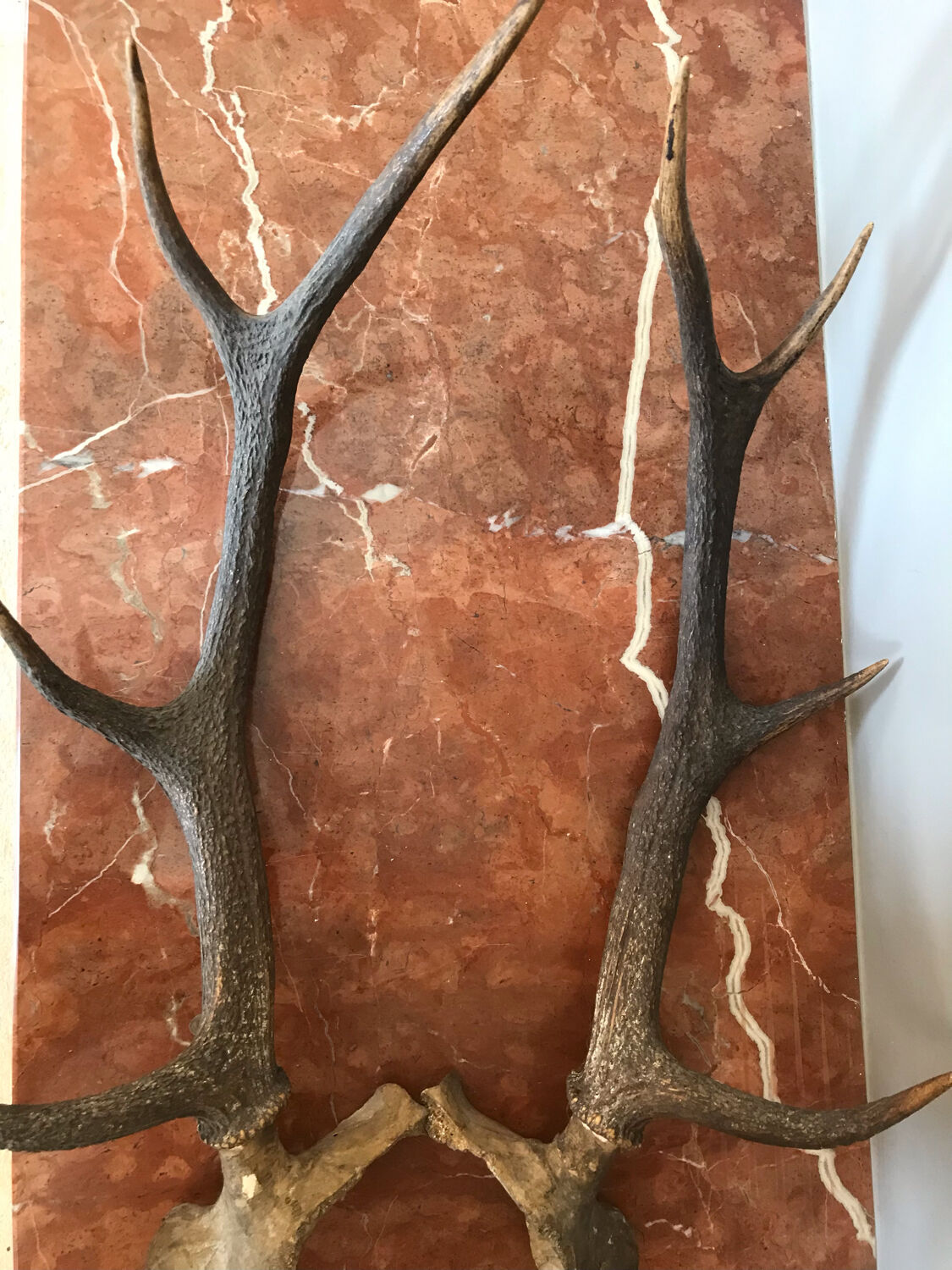 Massacre bois de cerf