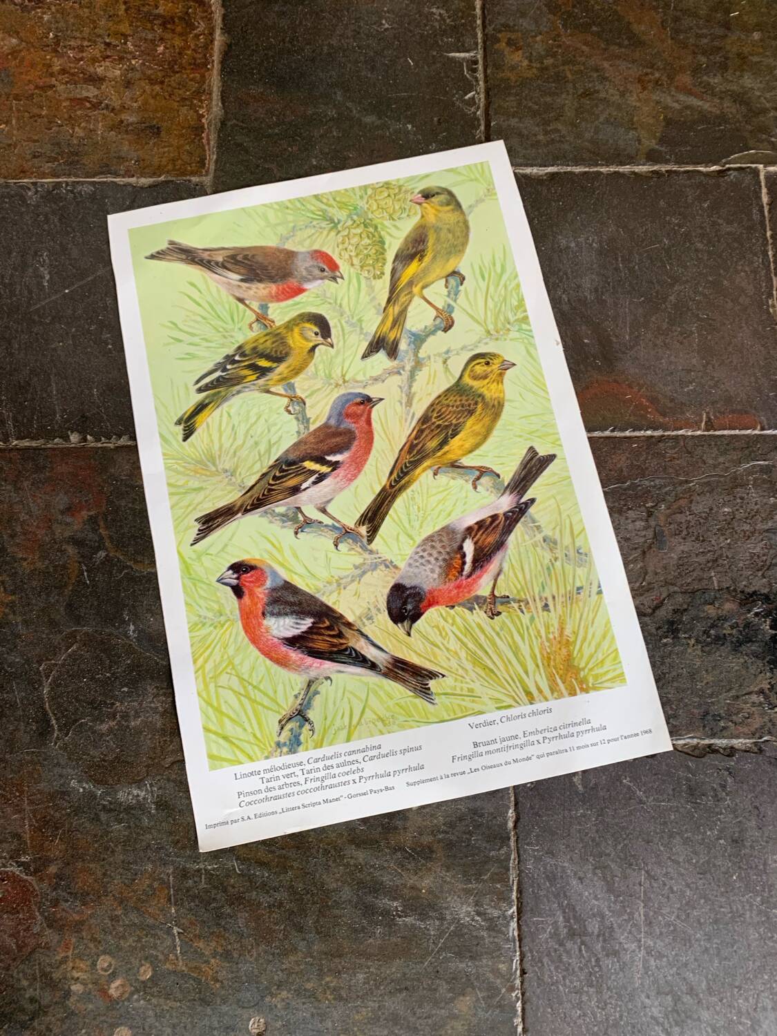 Affichette "Les Oiseaux du Monde" - 1968