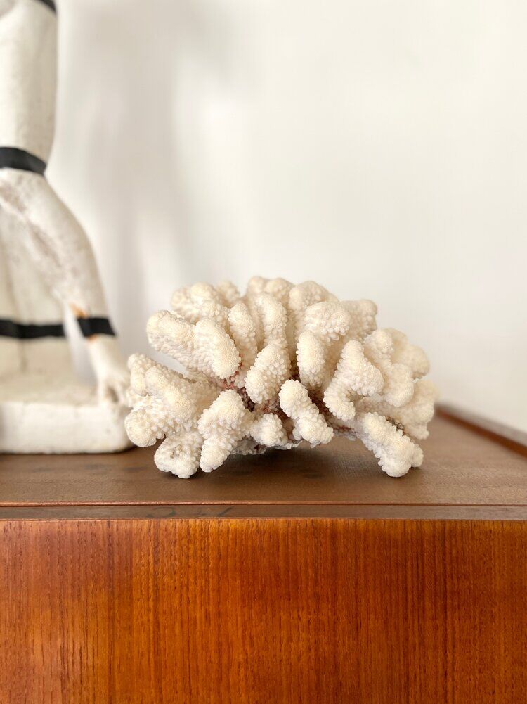 Acropora, corail blanc