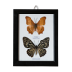 Papillons encadrés