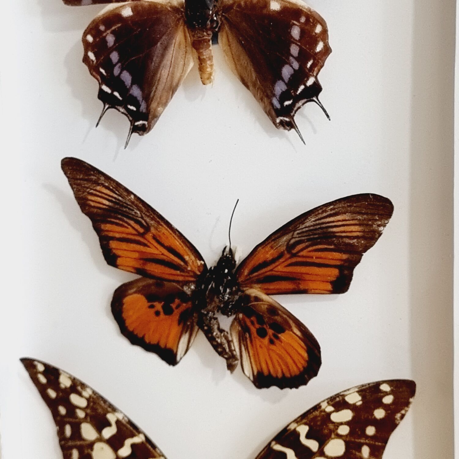 Frame 9 butterflies naturalized Congo 1984