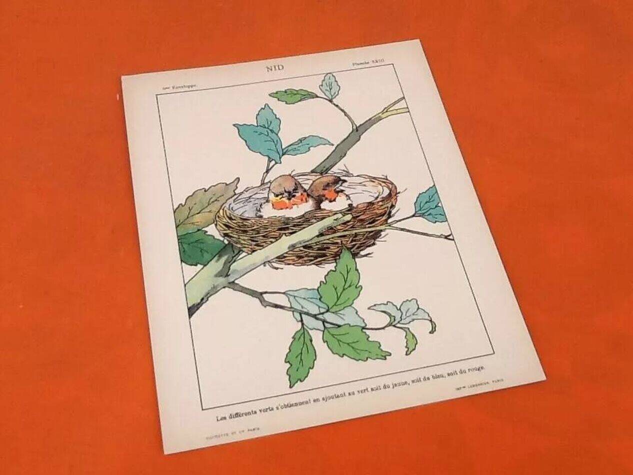4 affiches Oiseaux, Papillons, Nid