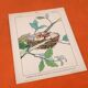 4 affiches Oiseaux, Papillons, Nid