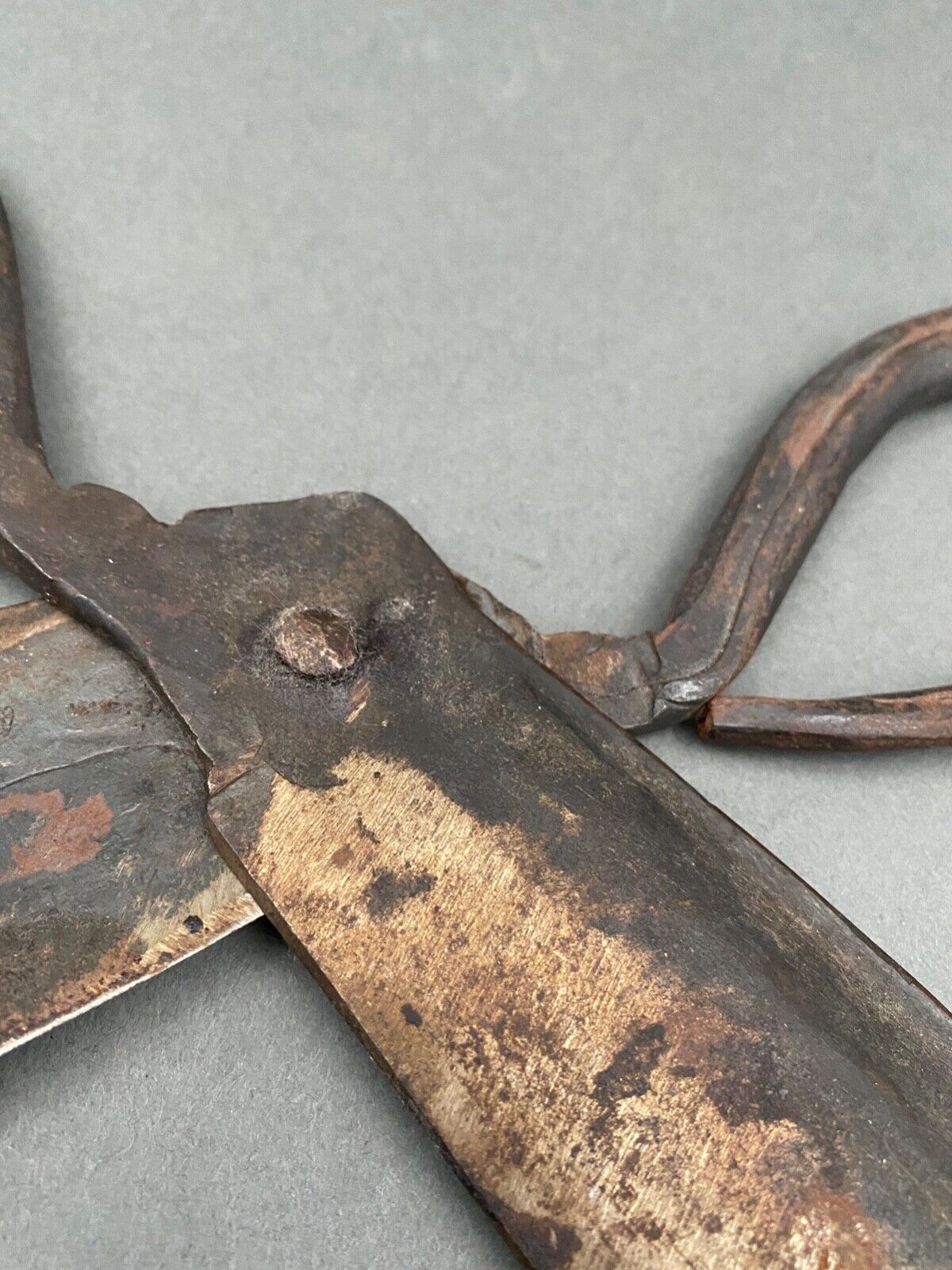 Scissors for shearing sheep