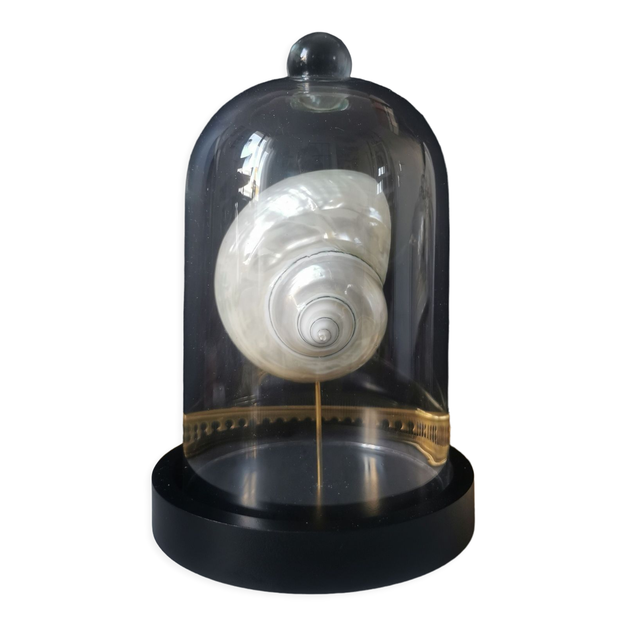 Pearl Turbo shell under glass globe. H. 18,5cm