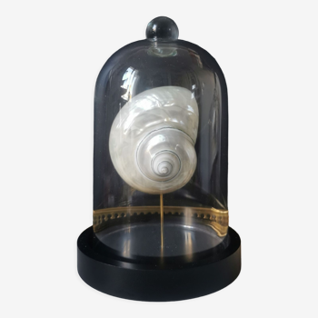 Coquillage turbo nacré sous globe en verre. h. 18,5cm