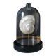 Pearl Turbo shell under glass globe. H. 18,5cm