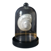 Coquillage turbo nacré sous globe en verre. h. 18,5cm