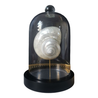 Coquillage turbo nacré sous globe en verre. h. 18,5cm
