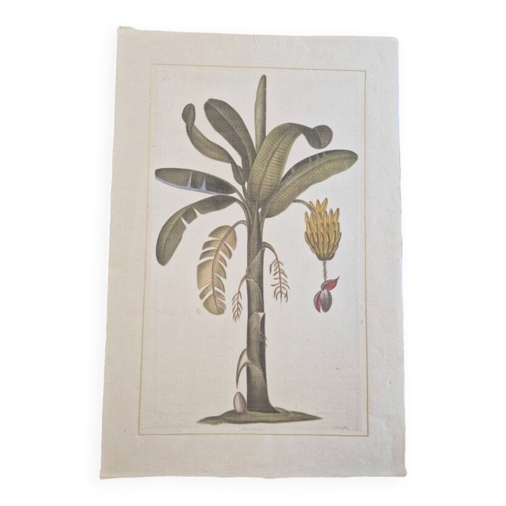 Dessin à l'aquarelle sur soie - Bananier - La Roche Laffitte (Né en 1943)