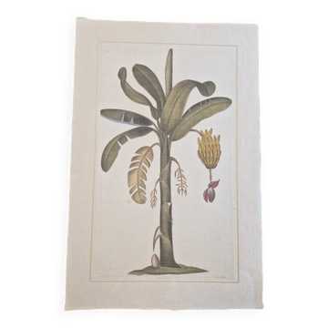 Dessin à l'aquarelle sur soie - Bananier - La Roche Laffitte (Né en 1943)