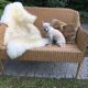 Banquette en bambou, rotin & osier adulte vintage