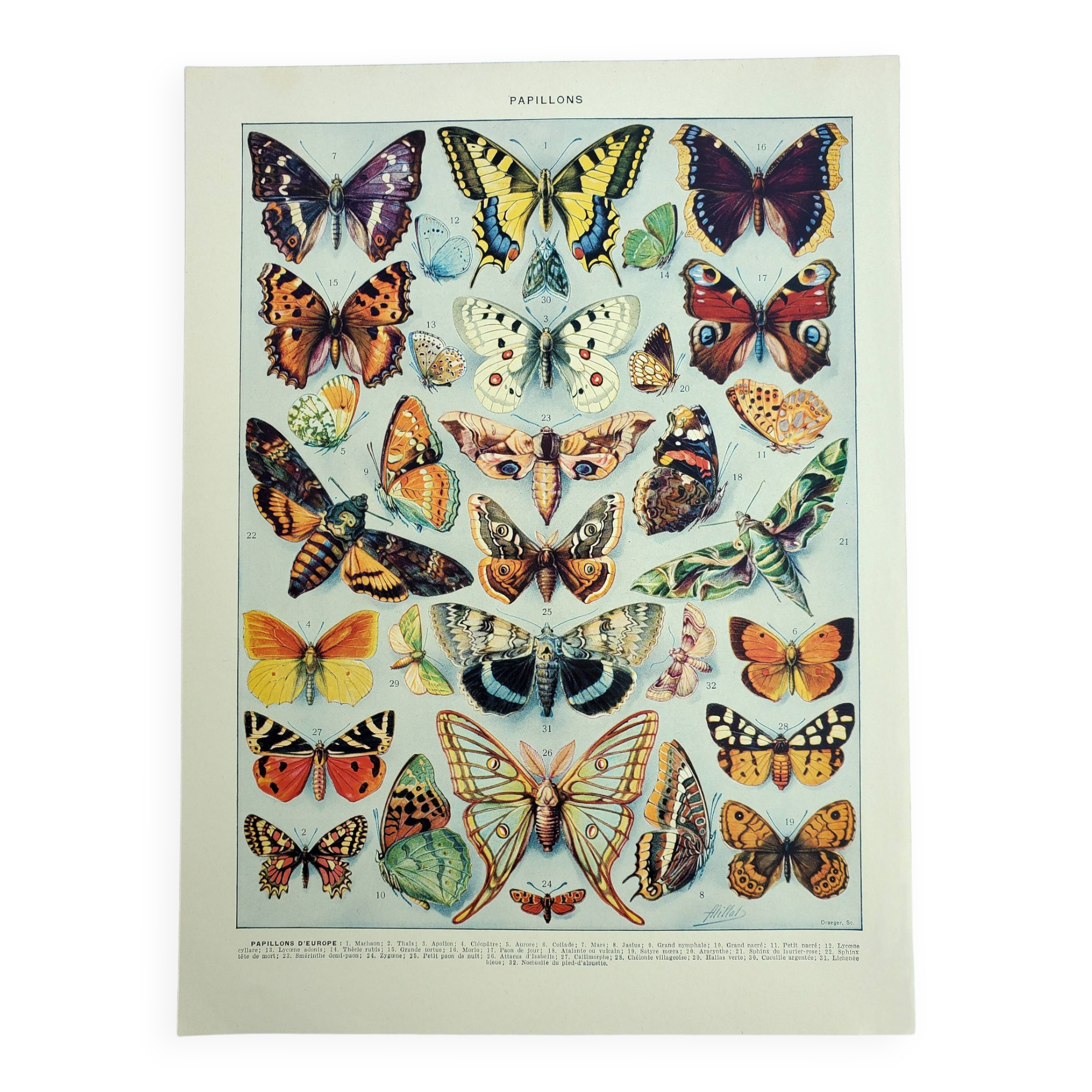 Old engraving 1928, Butterflies of Europe, entomology, insect • Lithograph, Original plate