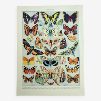 Gravure ancienne 1928, Papillons d'europe, entomologie, insecte • Lithographie, Planche originale