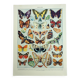 Old engraving 1928, Butterflies of Europe, entomology, insect • Lithograph, Original plate