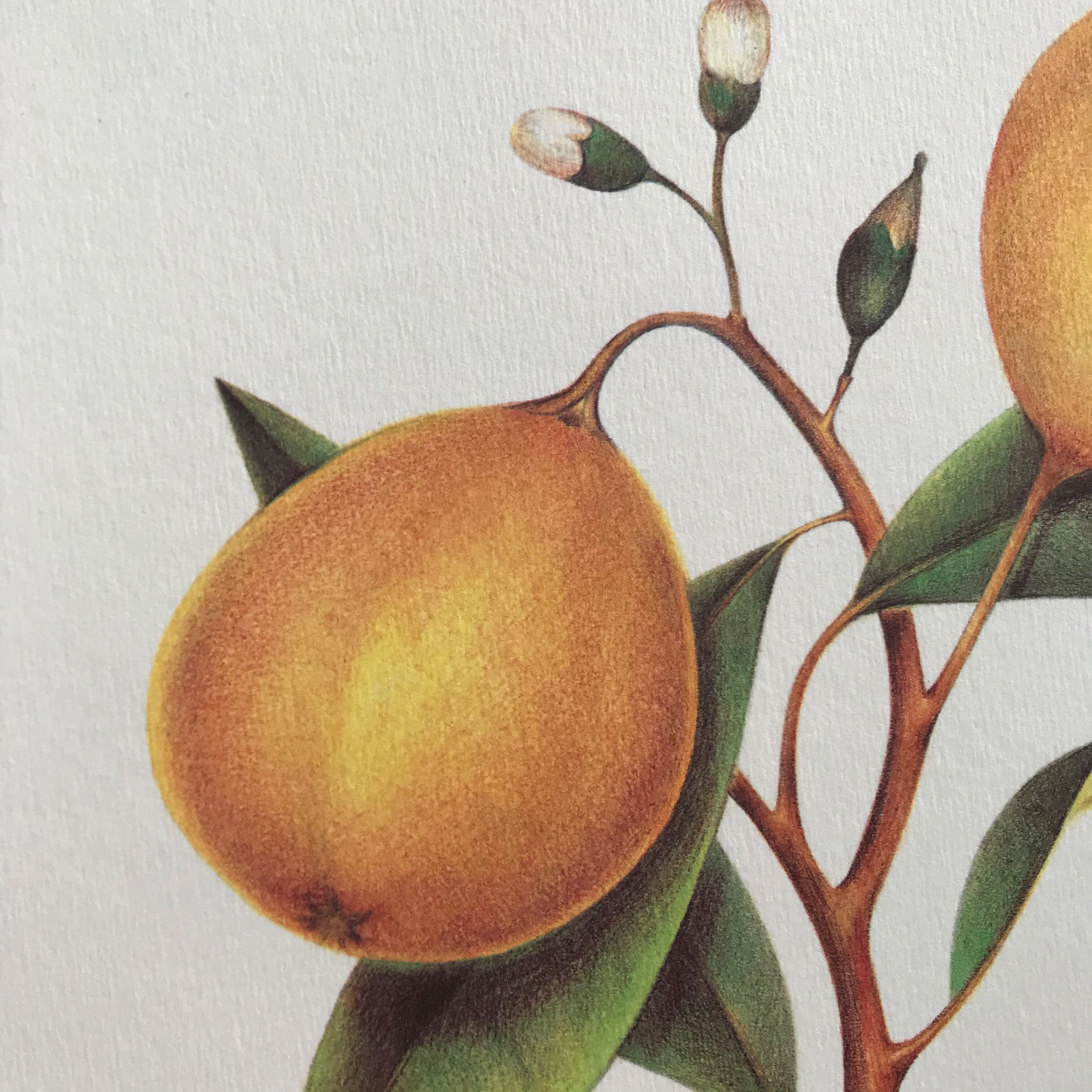 Botanical plank the Bergamotier