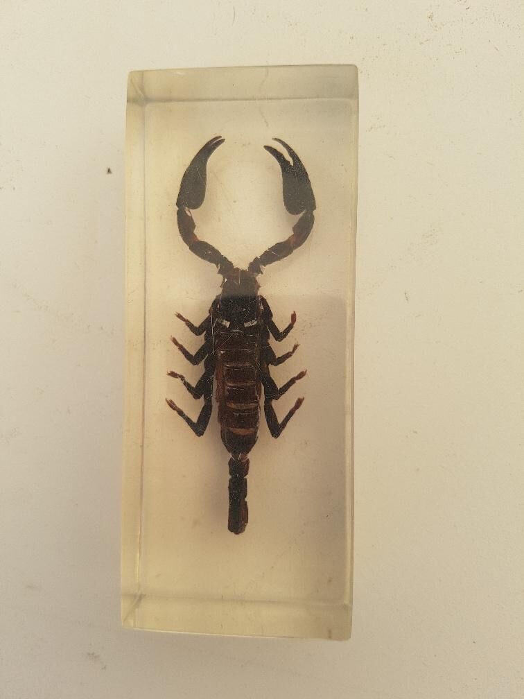 Batch of 3 insects in resin inclusion