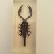 Batch of 3 insects in resin inclusion
