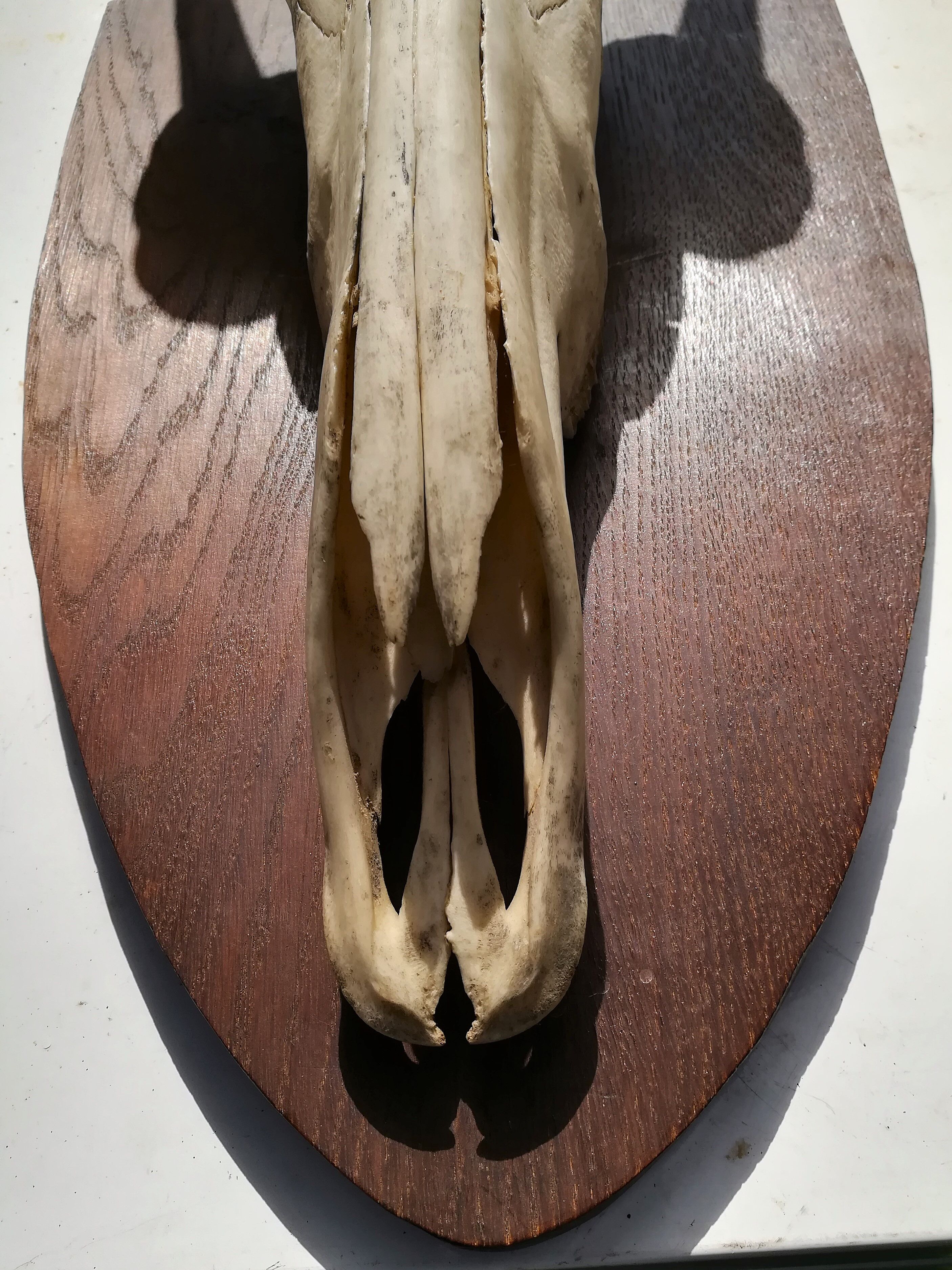 Trophy hunting of antelope