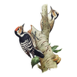 Old bird illustration. 1965 - Pic Epeichette - Natural zoological board
