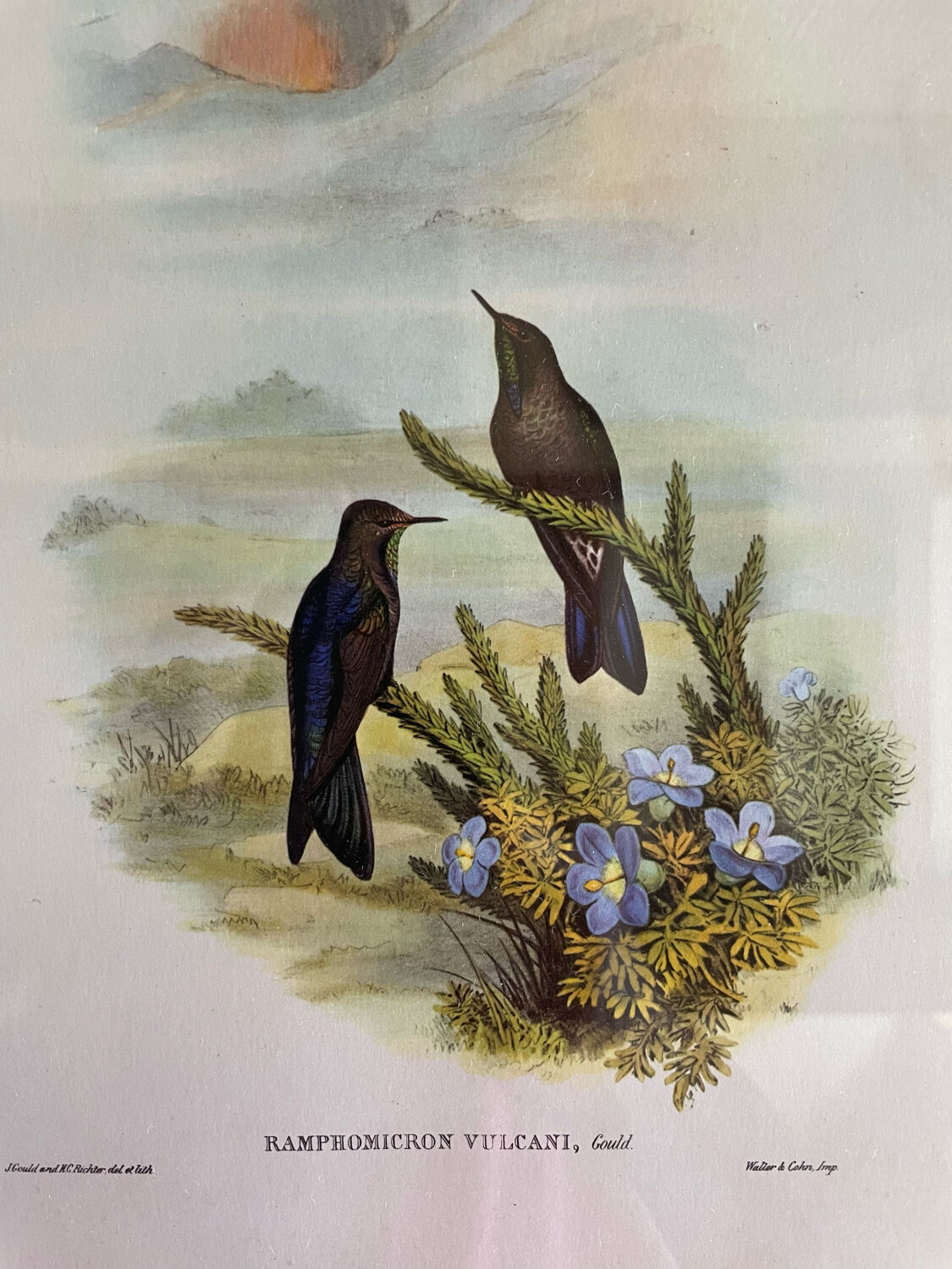 Old bird frames J. Gould and HC. Richter
