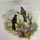 Old bird frames J. Gould and HC. Richter
