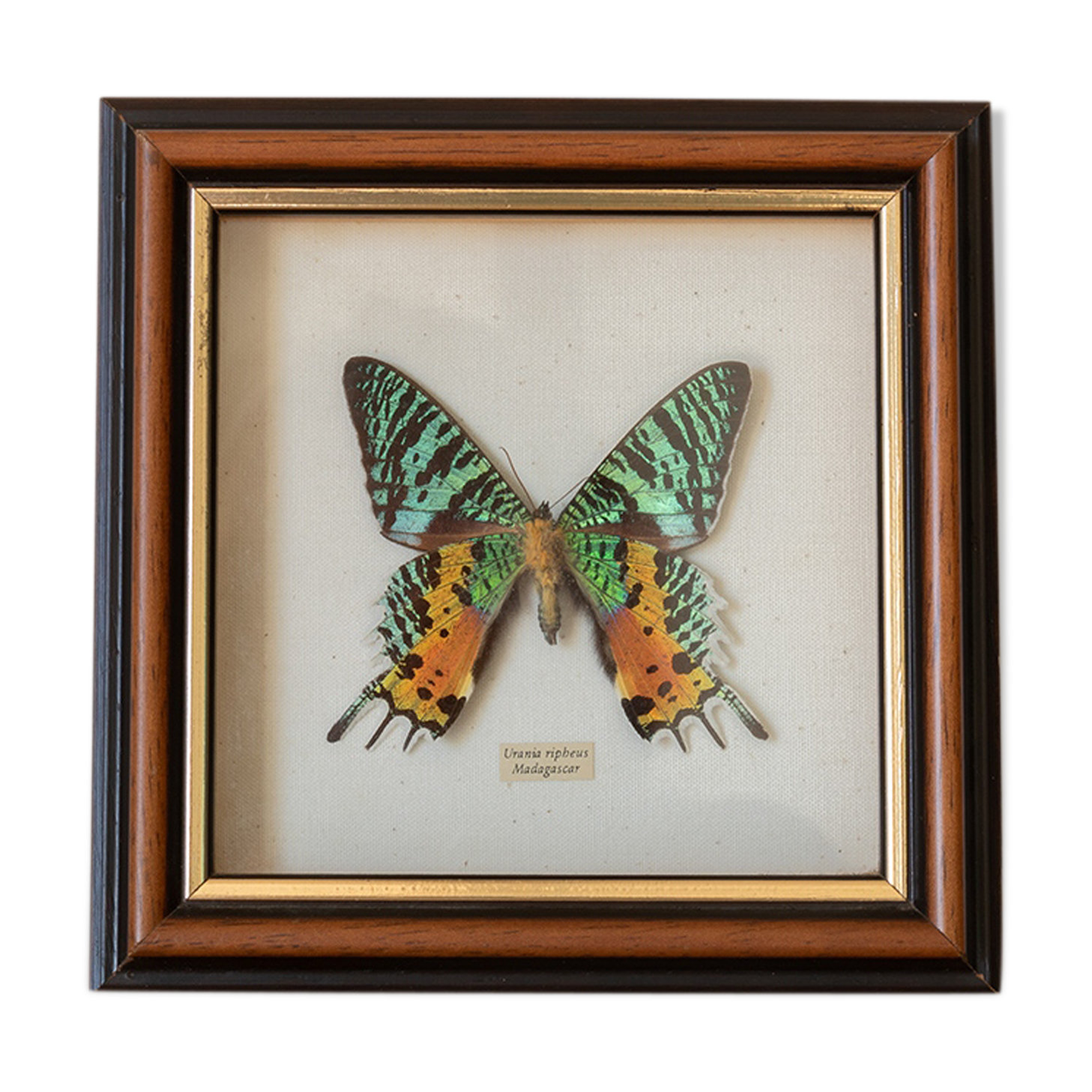 Butterfly frame