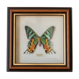 Butterfly frame