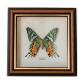 Cadre de papillon