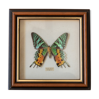 Butterfly frame