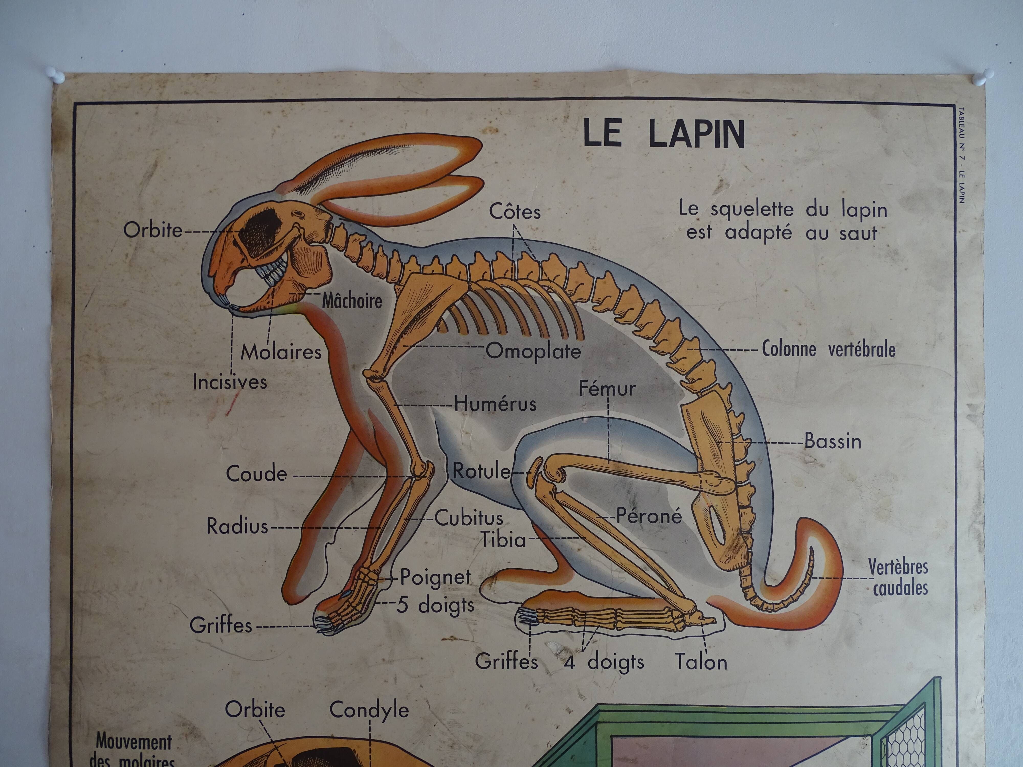 School poster on both sides anatomy insectivores and rabbit. MDI.1964