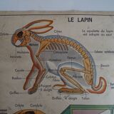 School poster on both sides anatomy insectivores and rabbit. MDI.1964