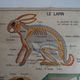 School poster on both sides anatomy insectivores and rabbit. MDI.1964