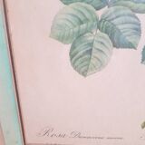 Antique botanical frame