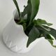 Cache pot en forme de tulipe porcelaine blanc vintage