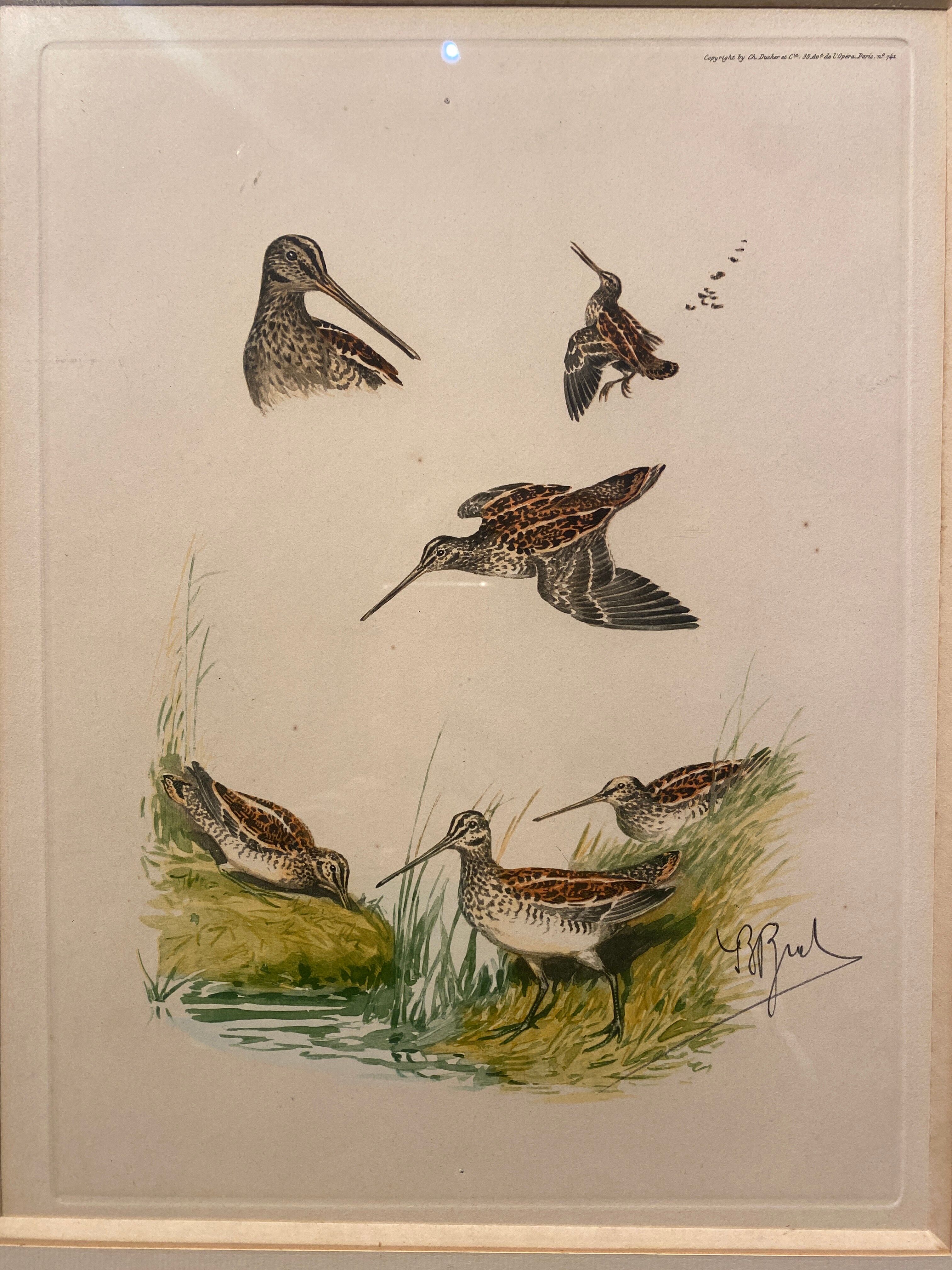 Gravure de chasse sur le thème de la bécasse sauvage