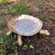 Brass turtle pocket emptier 1970