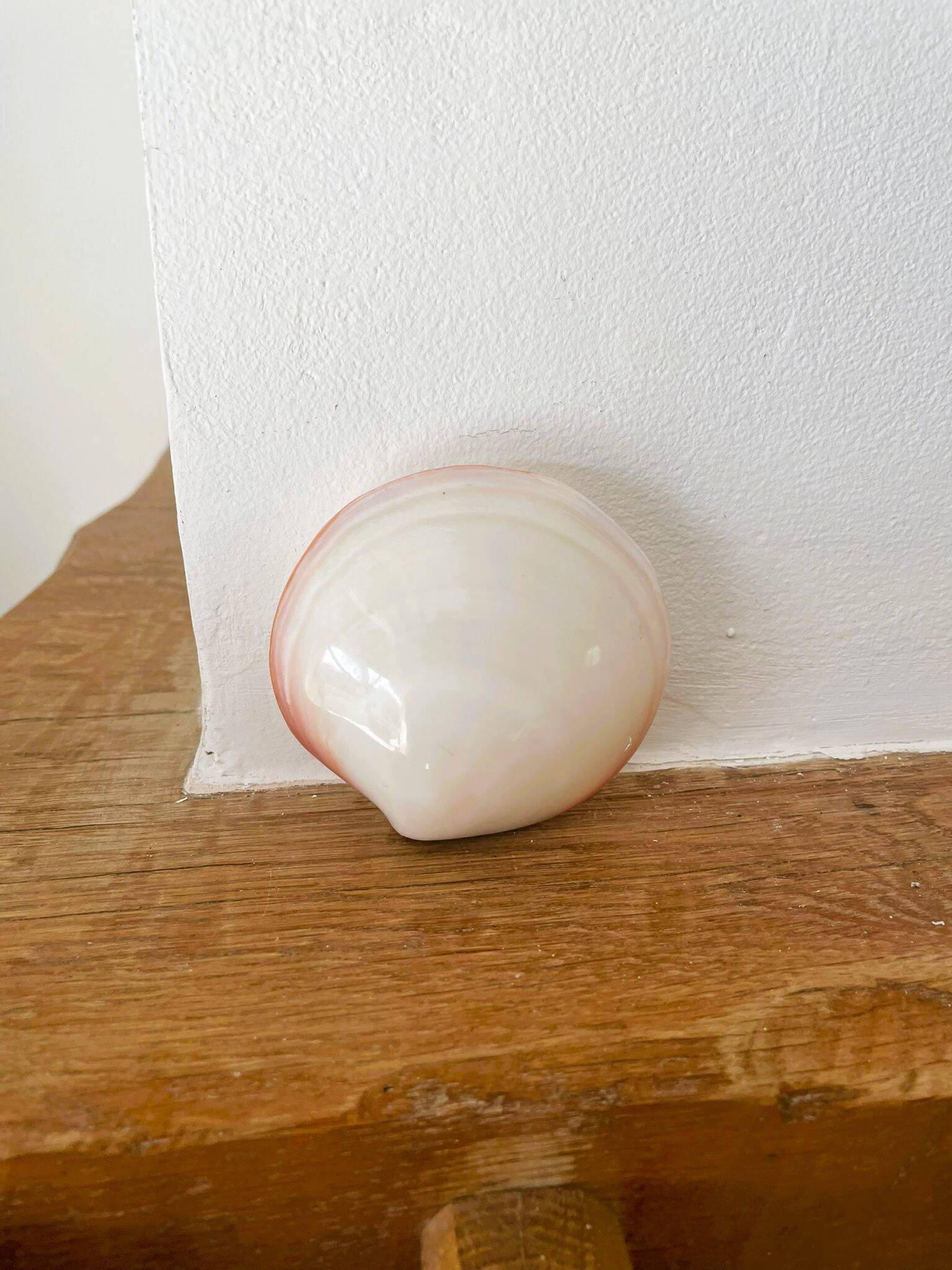 Small seashell: Codakia tigerina