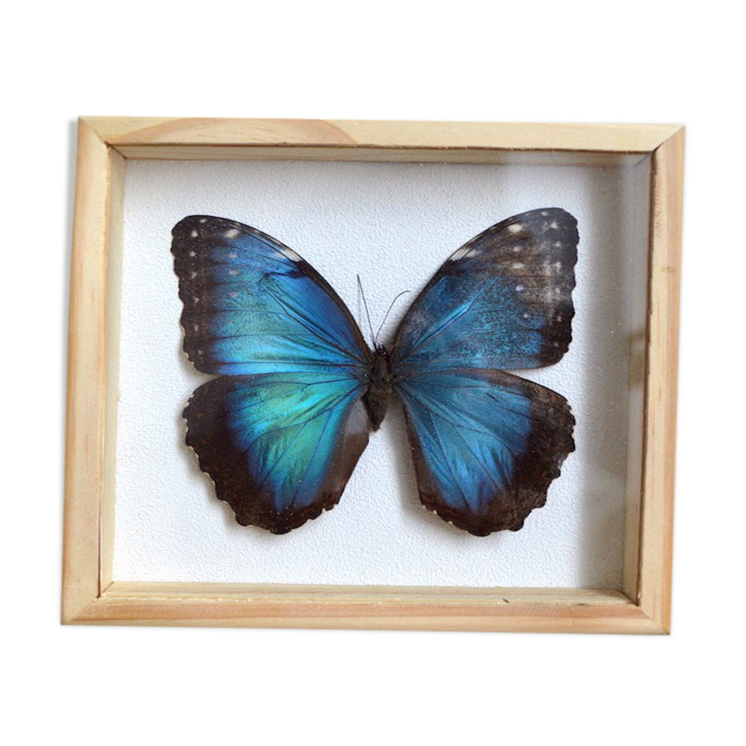 Naturalized Morpho butterfly